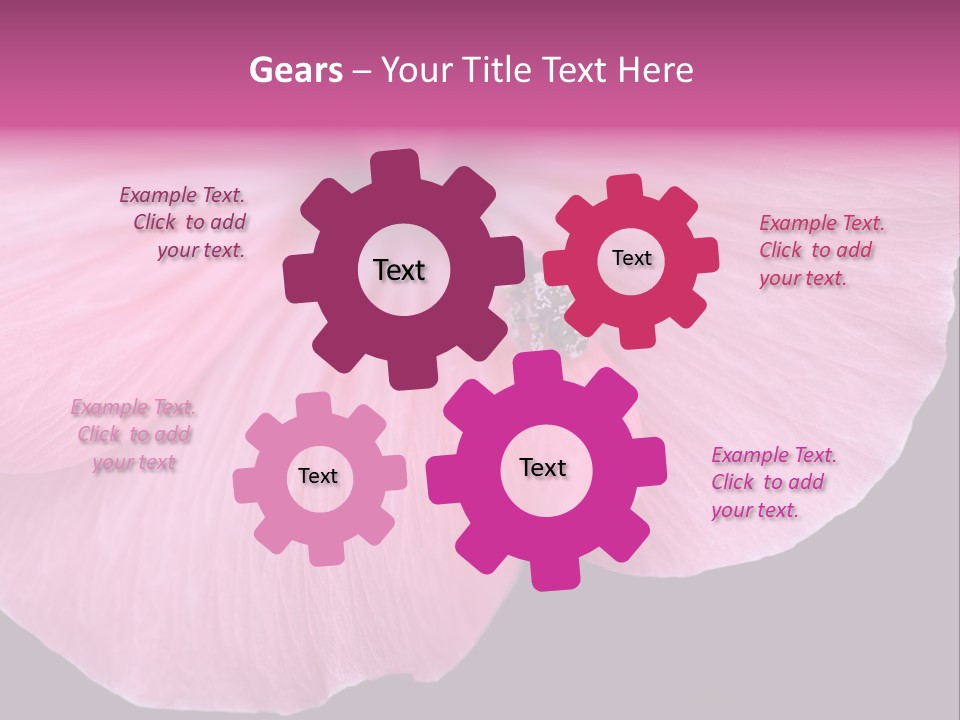 Pink Flower With A Little Fly On It. PowerPoint Template