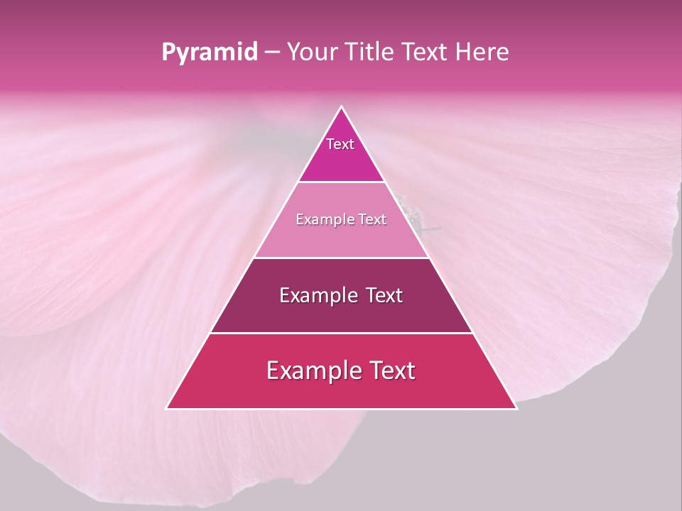 Pink Flower With A Little Fly On It. PowerPoint Template