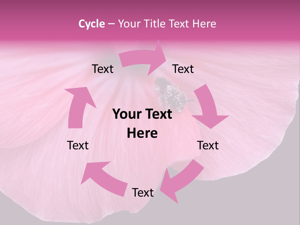 Pink Flower With A Little Fly On It. PowerPoint Template