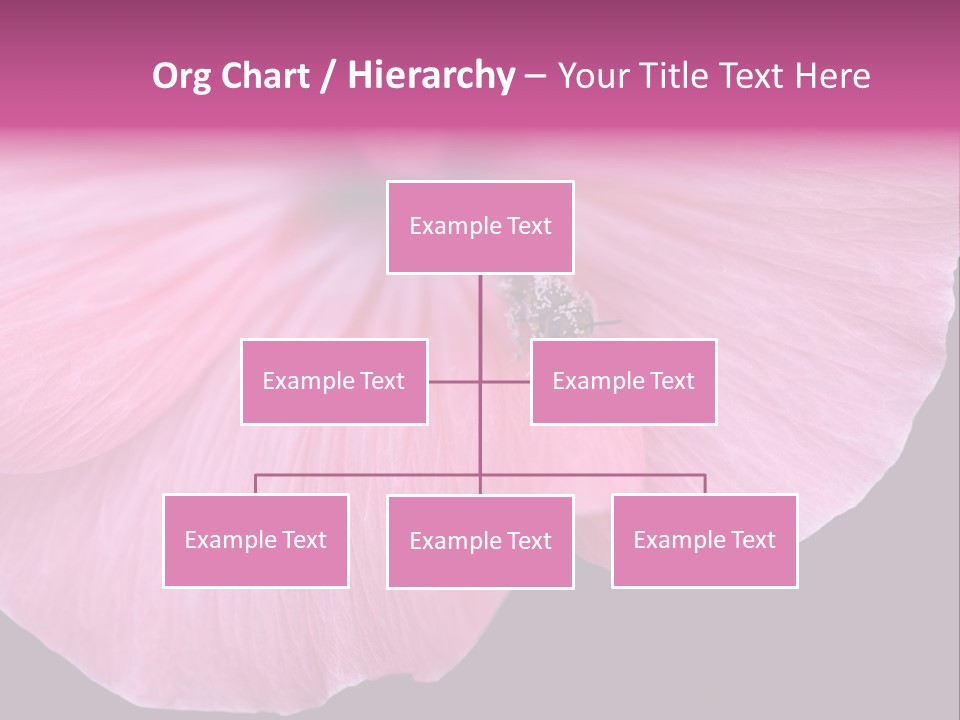 Pink Flower With A Little Fly On It. PowerPoint Template