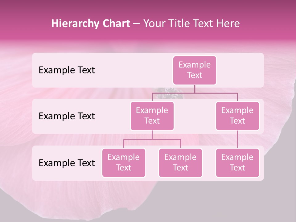 Pink Flower With A Little Fly On It. PowerPoint Template