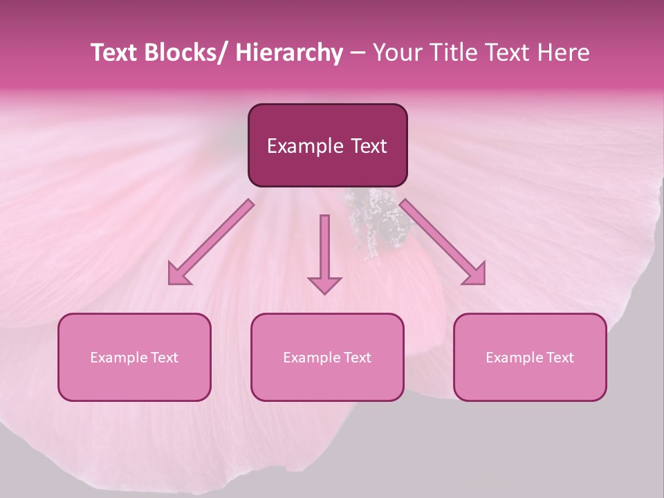 Pink Flower With A Little Fly On It. PowerPoint Template