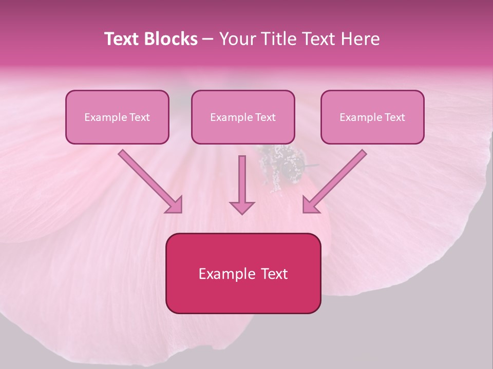 Pink Flower With A Little Fly On It. PowerPoint Template