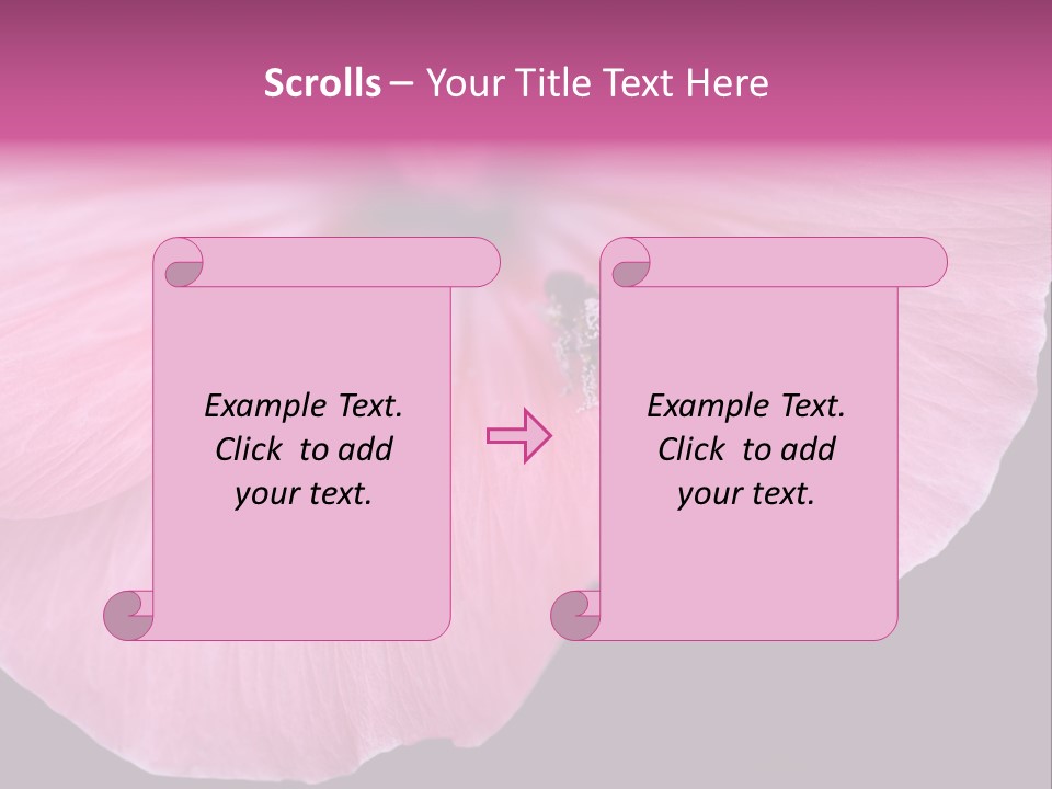 Pink Flower With A Little Fly On It. PowerPoint Template