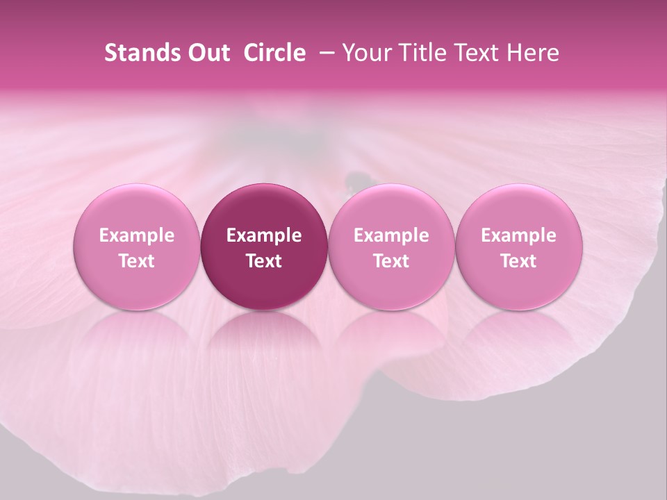 Pink Flower With A Little Fly On It. PowerPoint Template