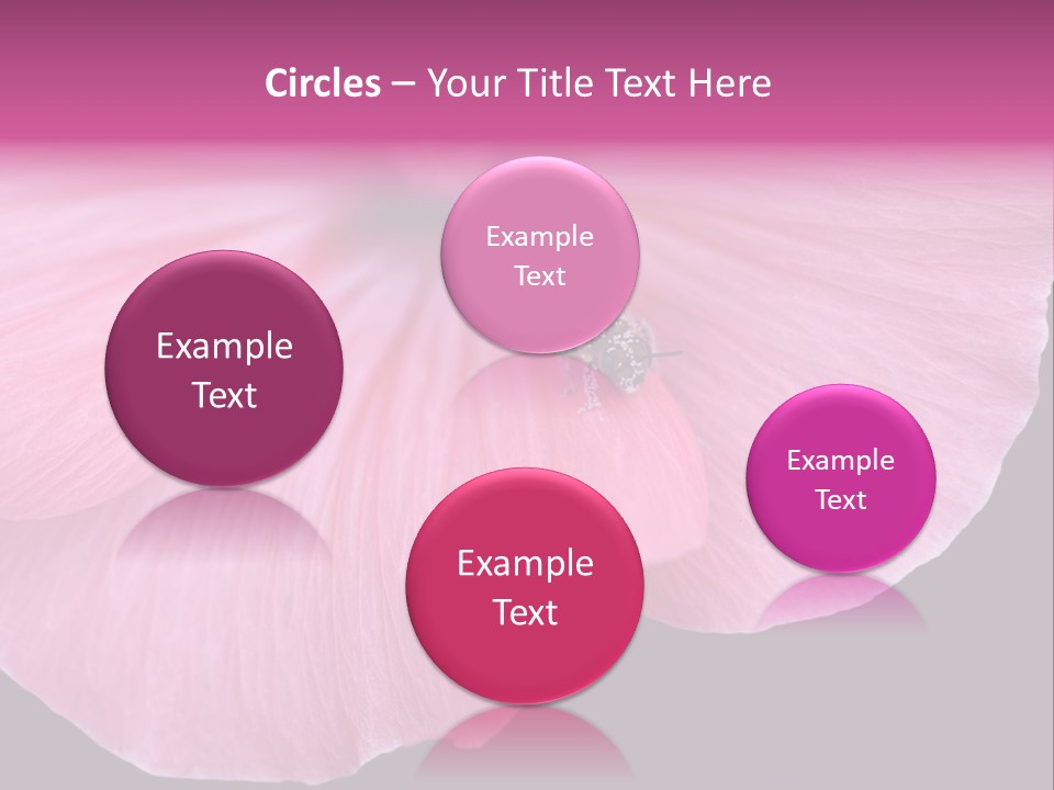 Pink Flower With A Little Fly On It. PowerPoint Template