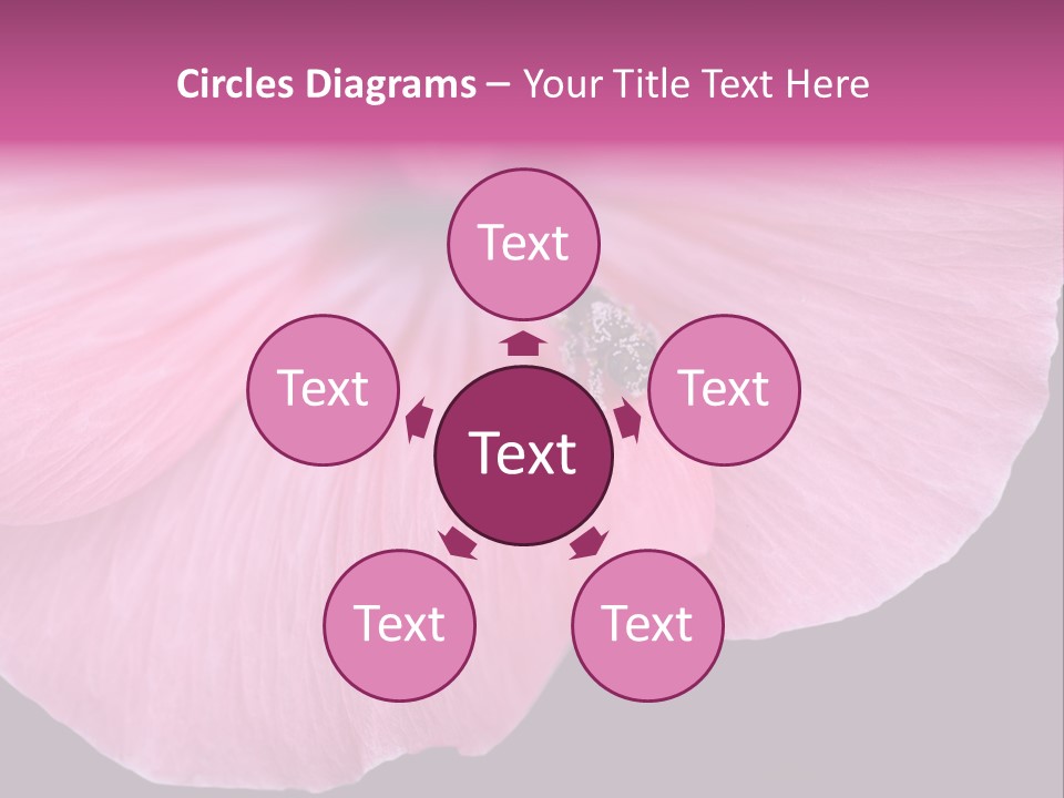 Pink Flower With A Little Fly On It. PowerPoint Template