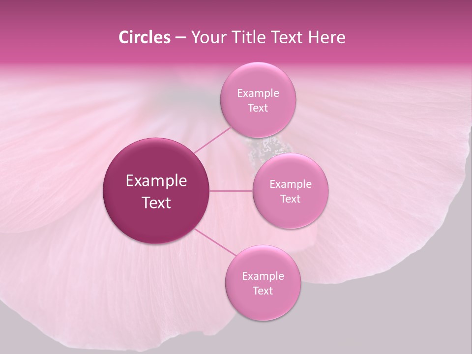 Pink Flower With A Little Fly On It. PowerPoint Template