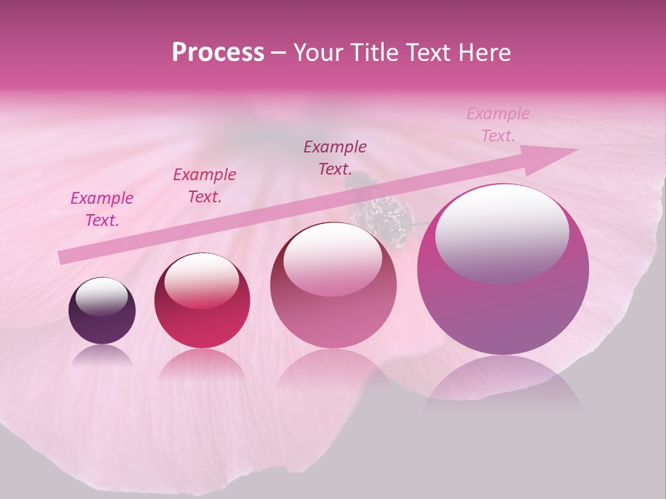 Pink Flower With A Little Fly On It. PowerPoint Template