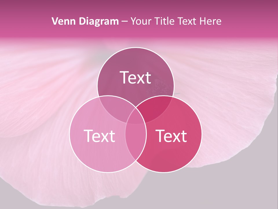Pink Flower With A Little Fly On It. PowerPoint Template