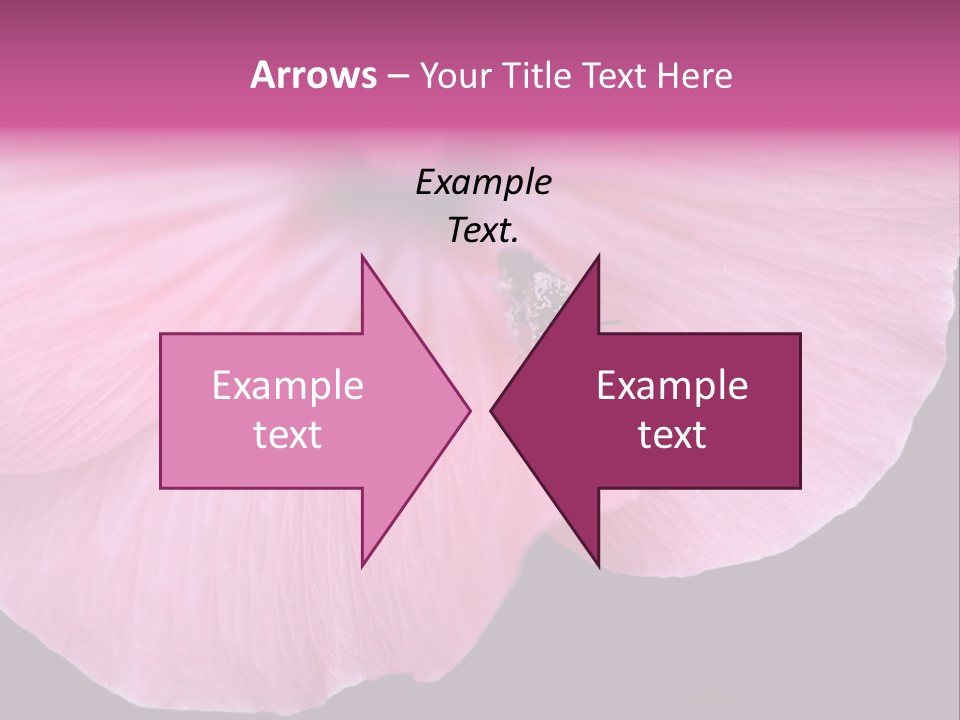 Pink Flower With A Little Fly On It. PowerPoint Template