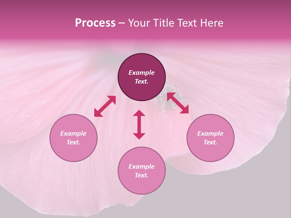 Pink Flower With A Little Fly On It. PowerPoint Template