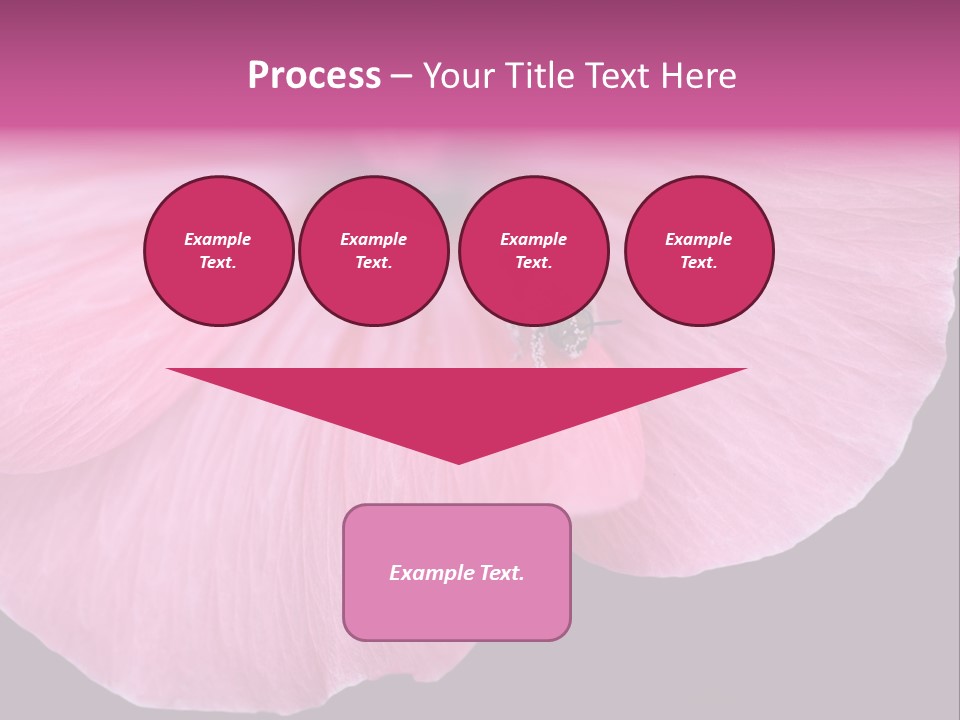 Pink Flower With A Little Fly On It. PowerPoint Template