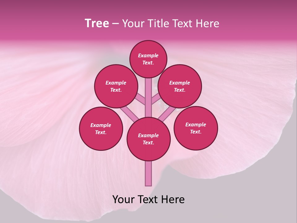 Pink Flower With A Little Fly On It. PowerPoint Template