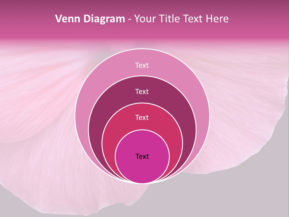 Pink Flower With A Little Fly On It. PowerPoint Template