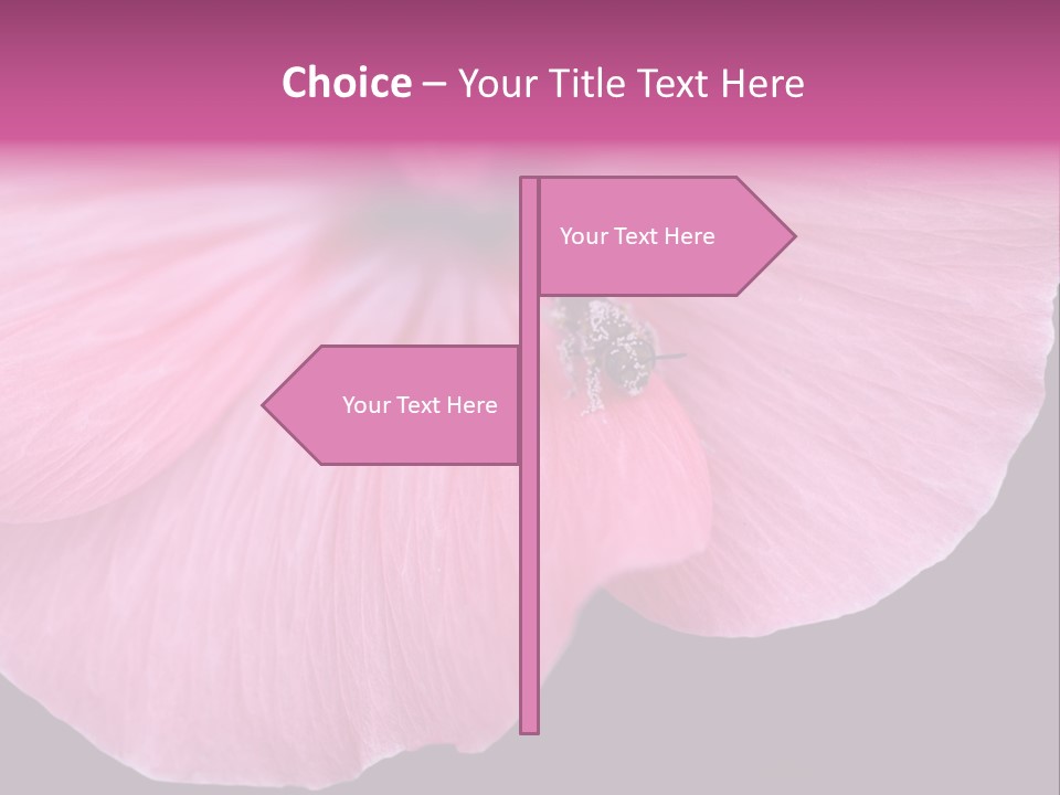 Pink Flower With A Little Fly On It. PowerPoint Template