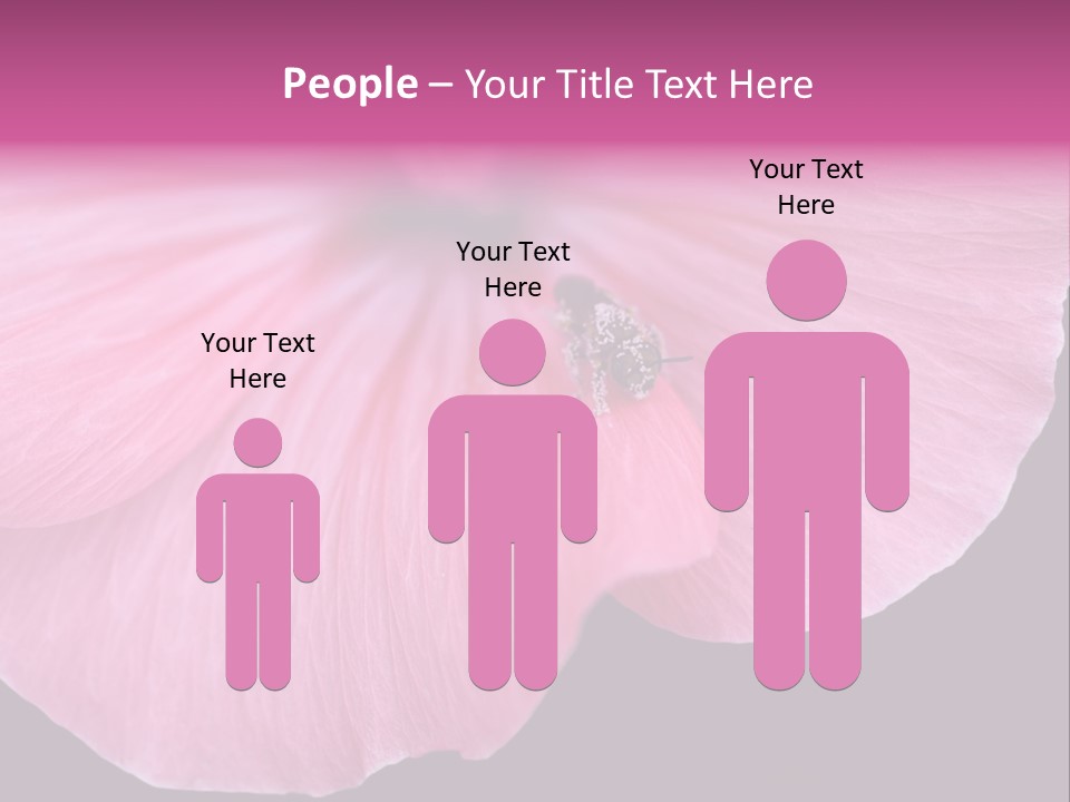 Pink Flower With A Little Fly On It. PowerPoint Template