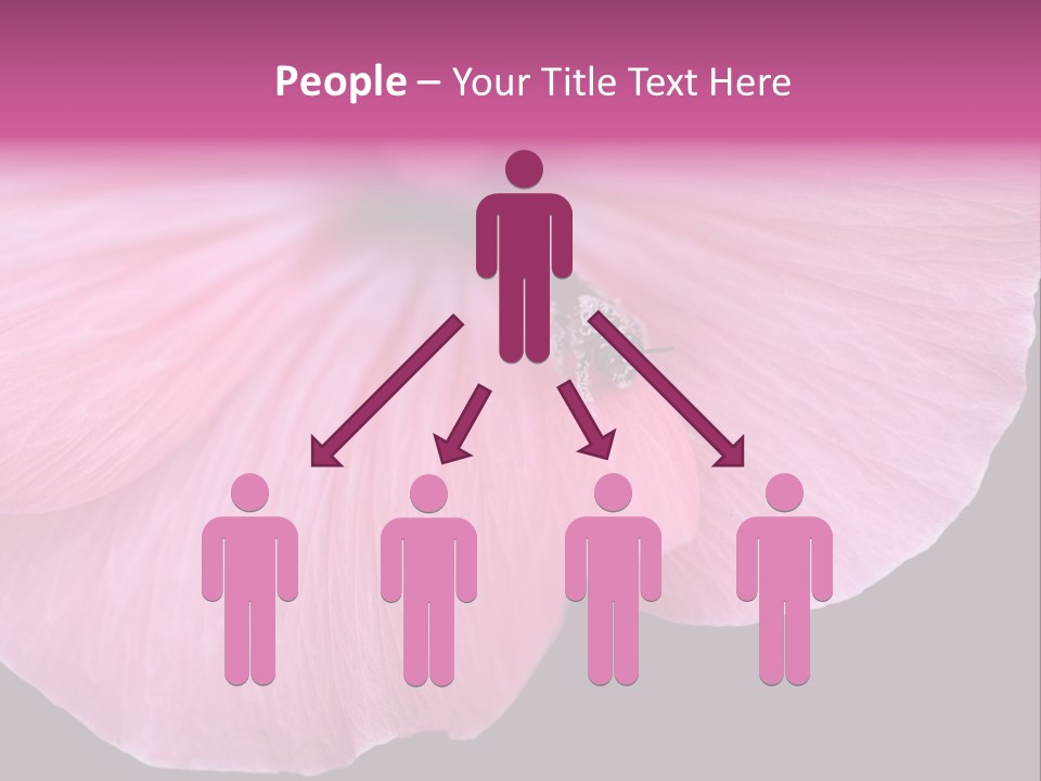 Pink Flower With A Little Fly On It. PowerPoint Template