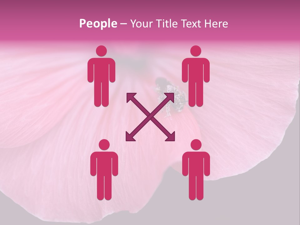 Pink Flower With A Little Fly On It. PowerPoint Template