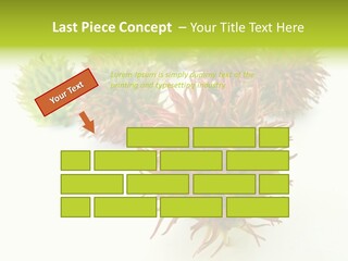 A Group Of Different Colored Plants On A White Surface PowerPoint Template
