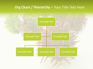 A Group Of Different Colored Plants On A White Surface PowerPoint Template