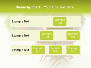 A Group Of Different Colored Plants On A White Surface PowerPoint Template