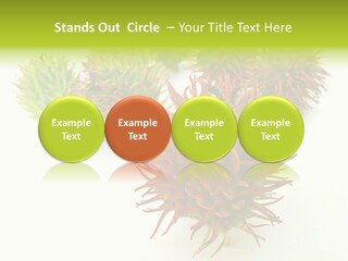 A Group Of Different Colored Plants On A White Surface PowerPoint Template