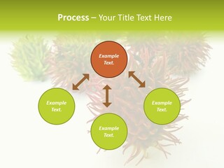 A Group Of Different Colored Plants On A White Surface PowerPoint Template