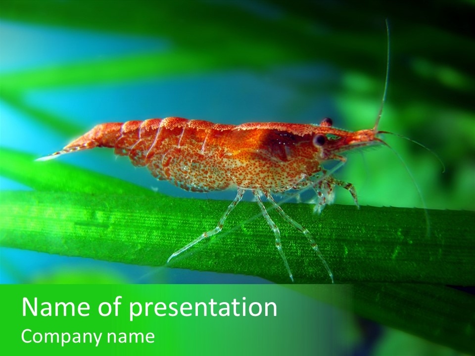 Red Shrimp PowerPoint Template