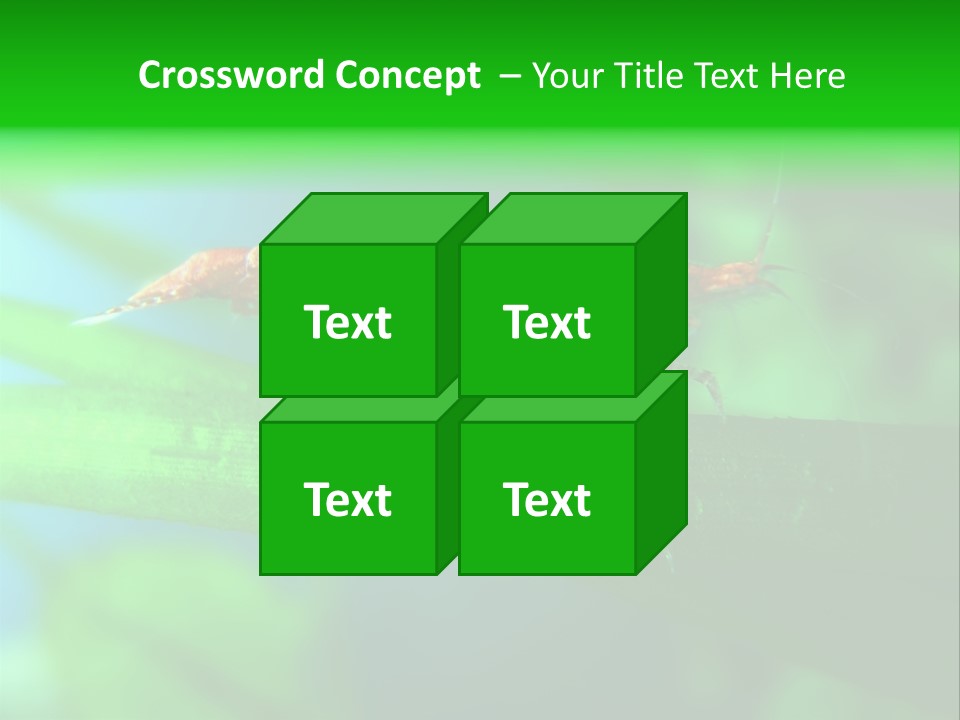 Red Shrimp PowerPoint Template