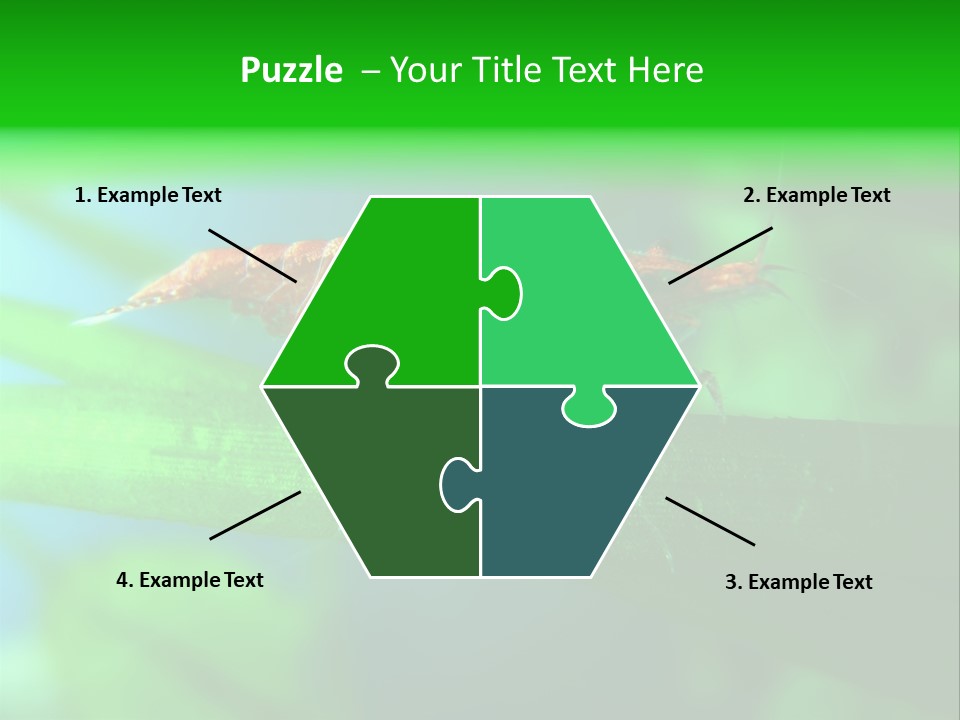 Red Shrimp PowerPoint Template