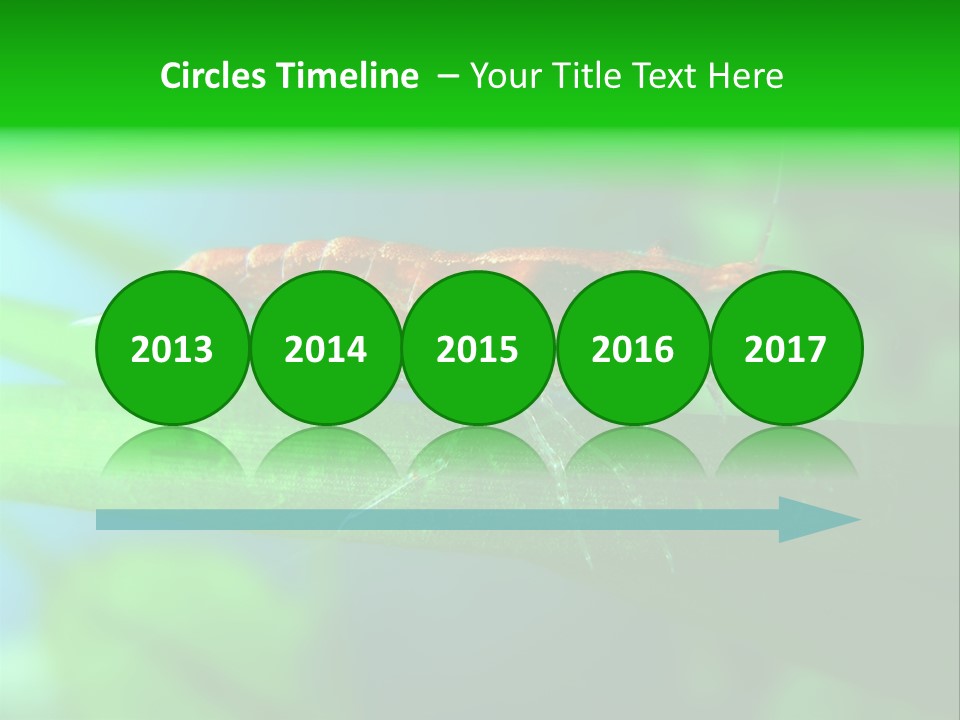 Red Shrimp PowerPoint Template