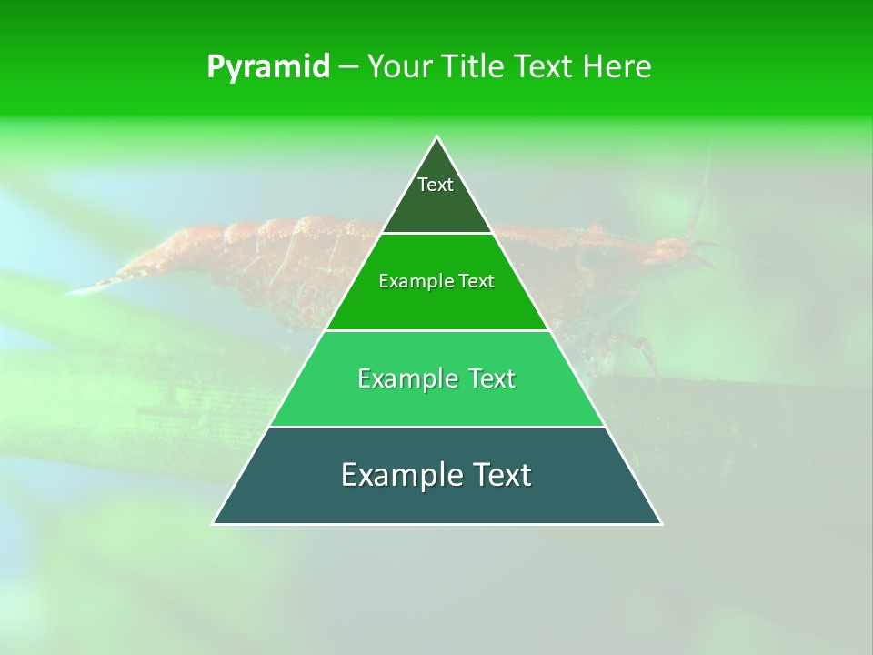 Red Shrimp PowerPoint Template