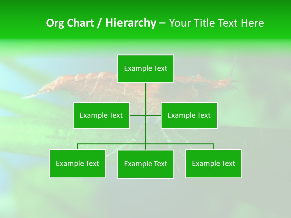 Red Shrimp PowerPoint Template