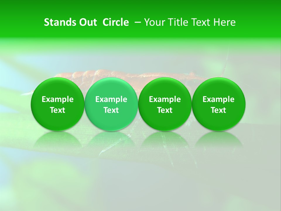 Red Shrimp PowerPoint Template