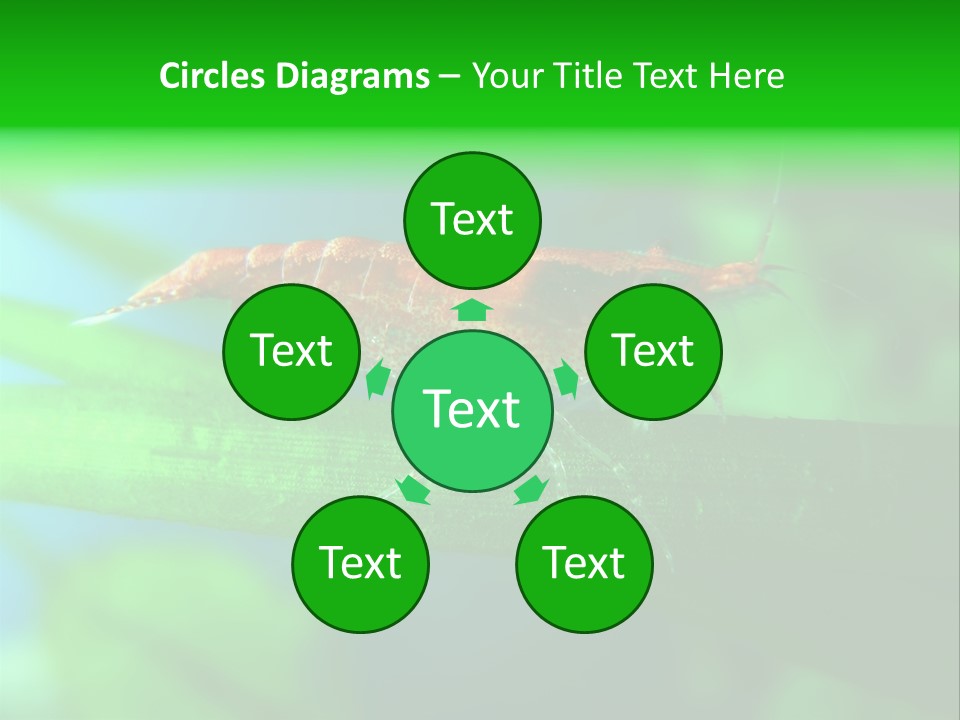 Red Shrimp PowerPoint Template