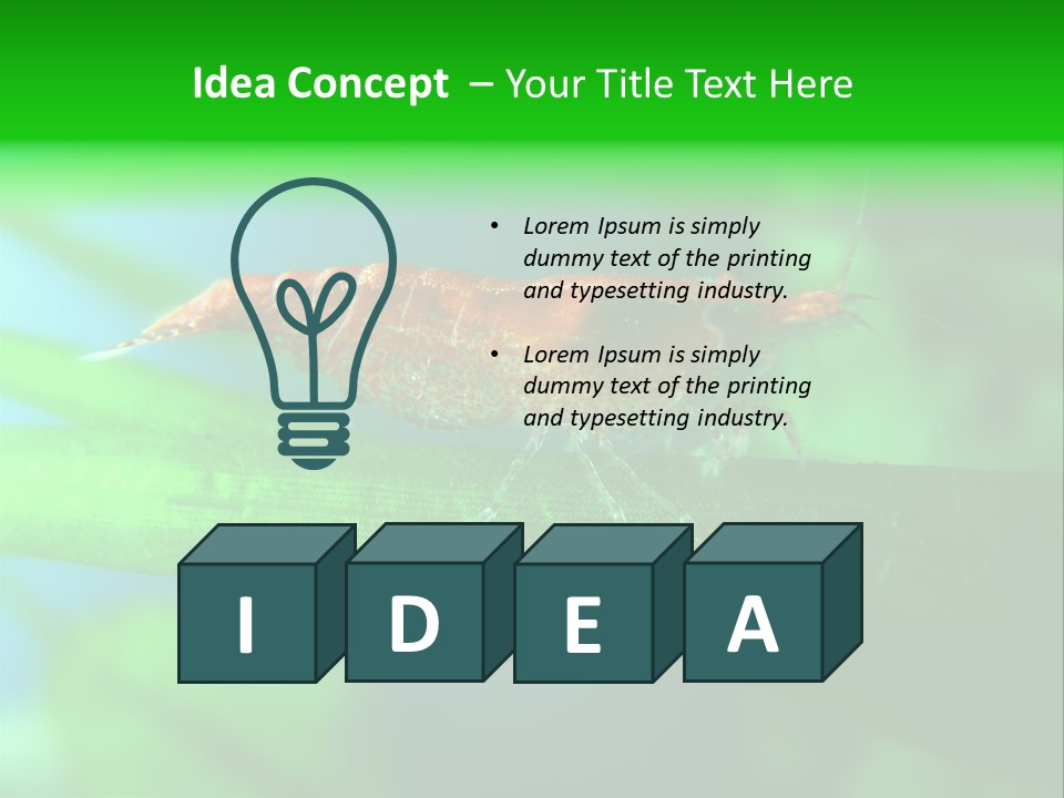 Red Shrimp PowerPoint Template