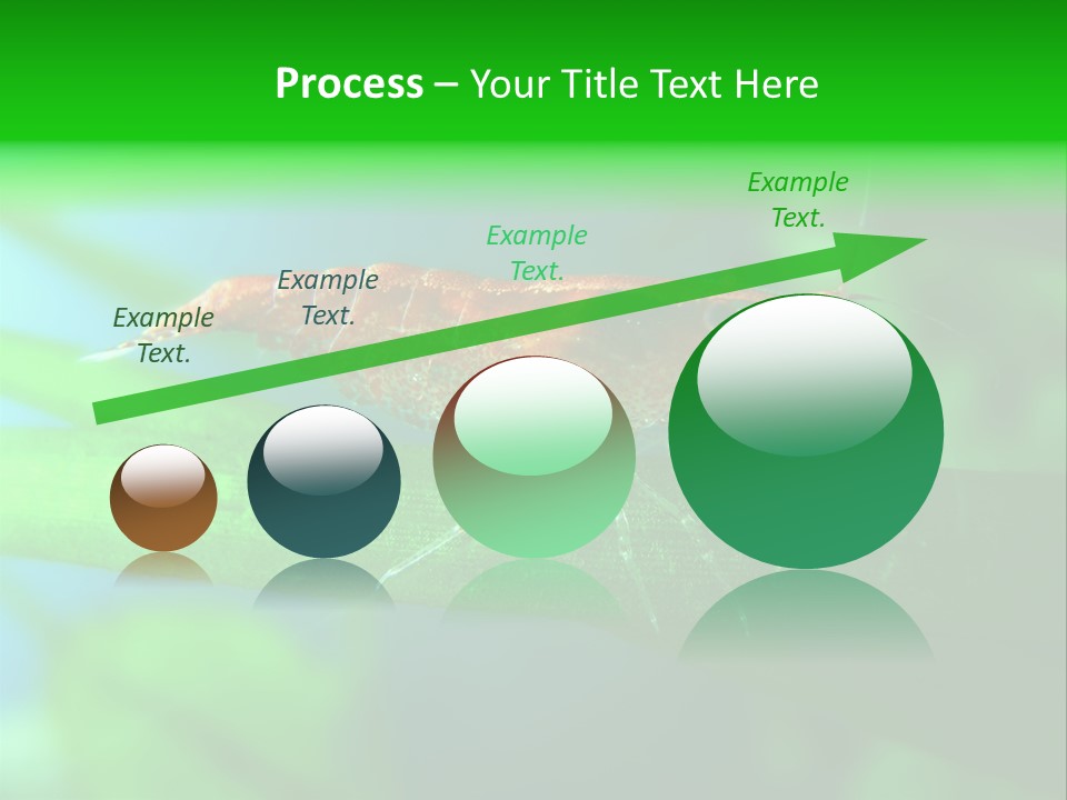 Red Shrimp PowerPoint Template