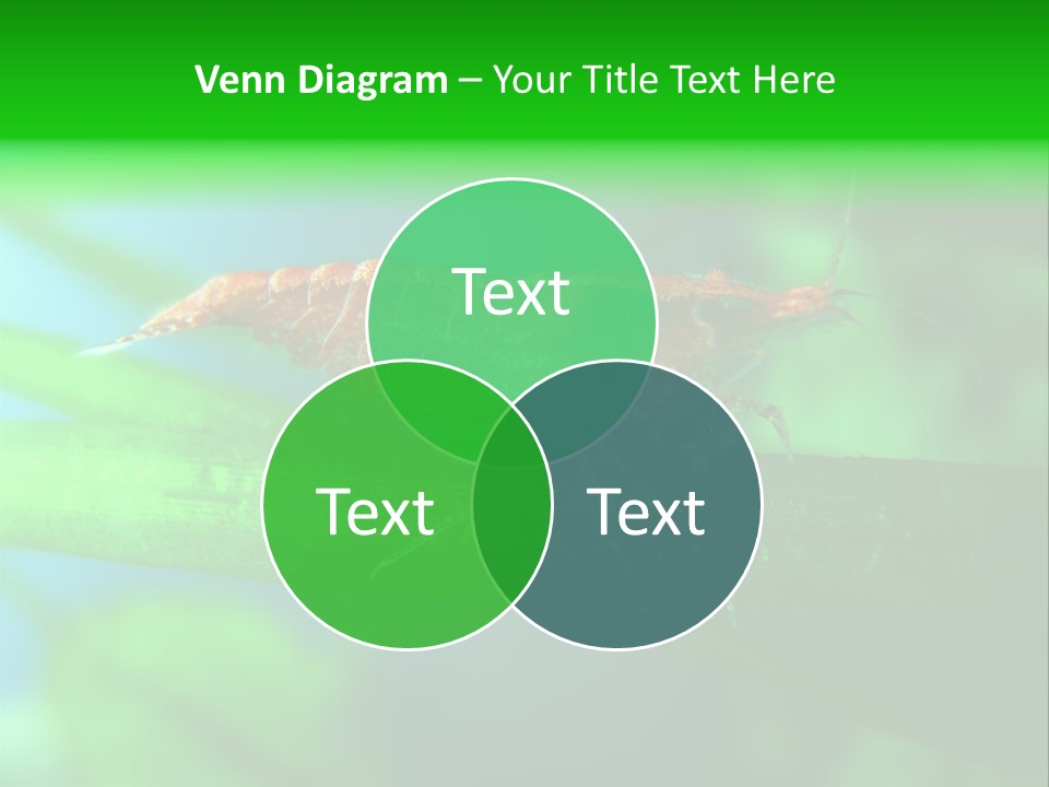 Red Shrimp PowerPoint Template