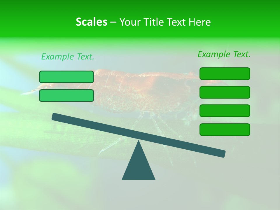 Red Shrimp PowerPoint Template