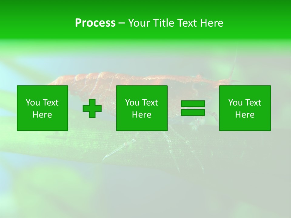 Red Shrimp PowerPoint Template
