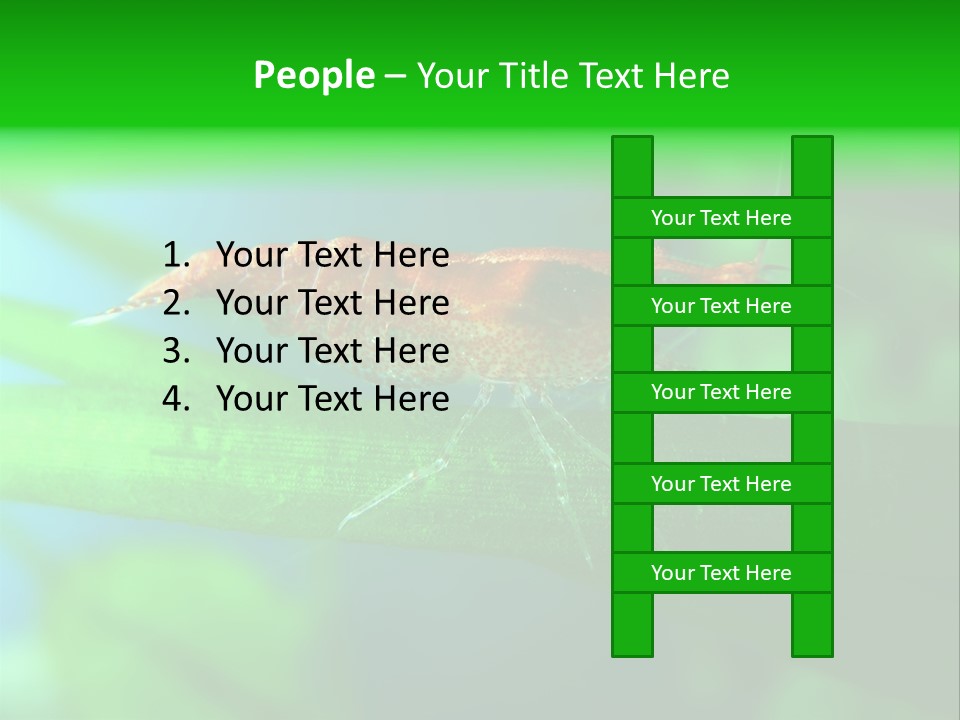 Red Shrimp PowerPoint Template