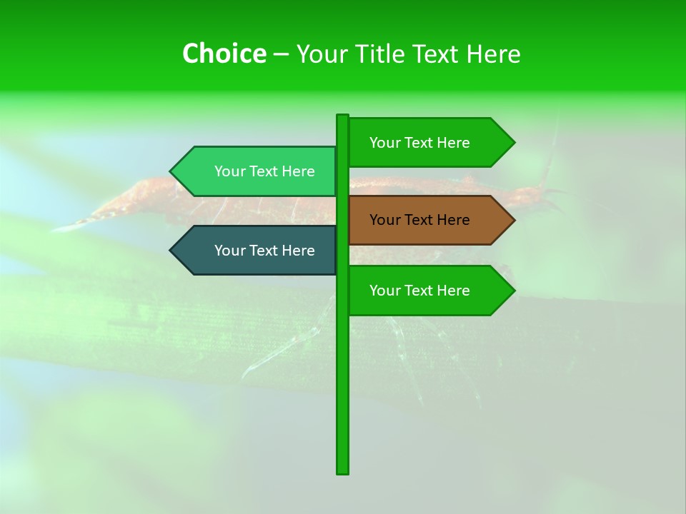 Red Shrimp PowerPoint Template