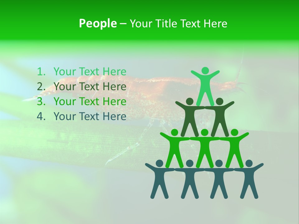 Red Shrimp PowerPoint Template