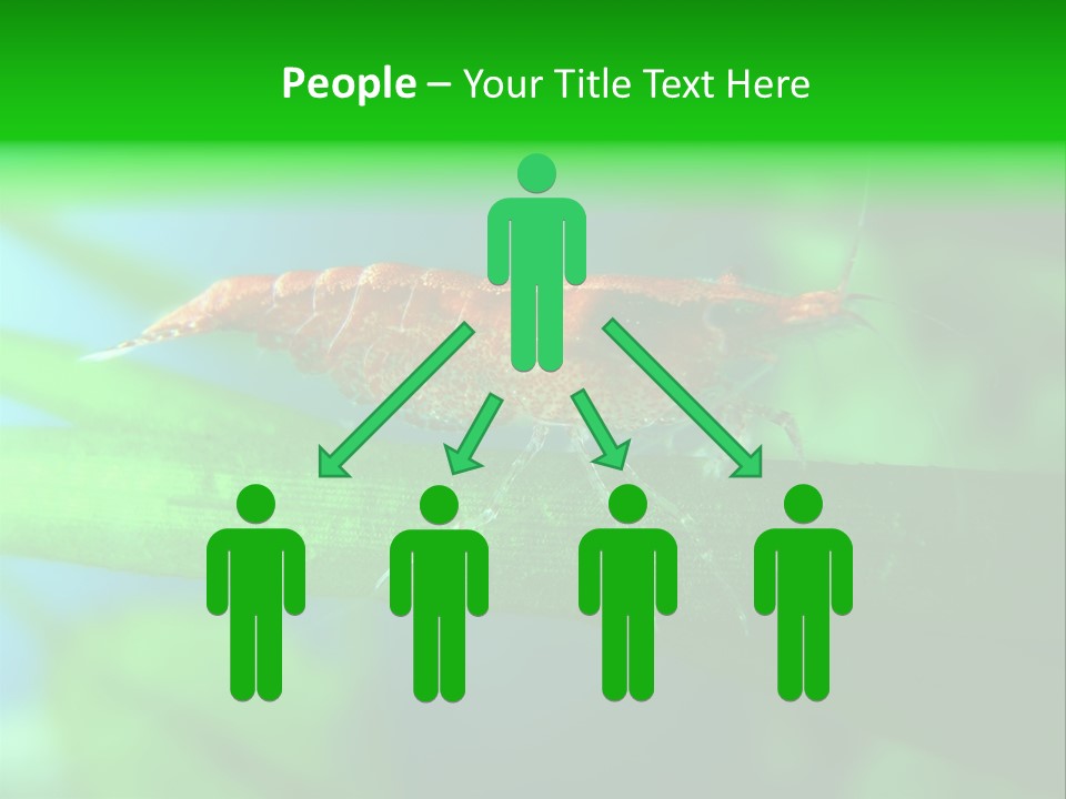 Red Shrimp PowerPoint Template