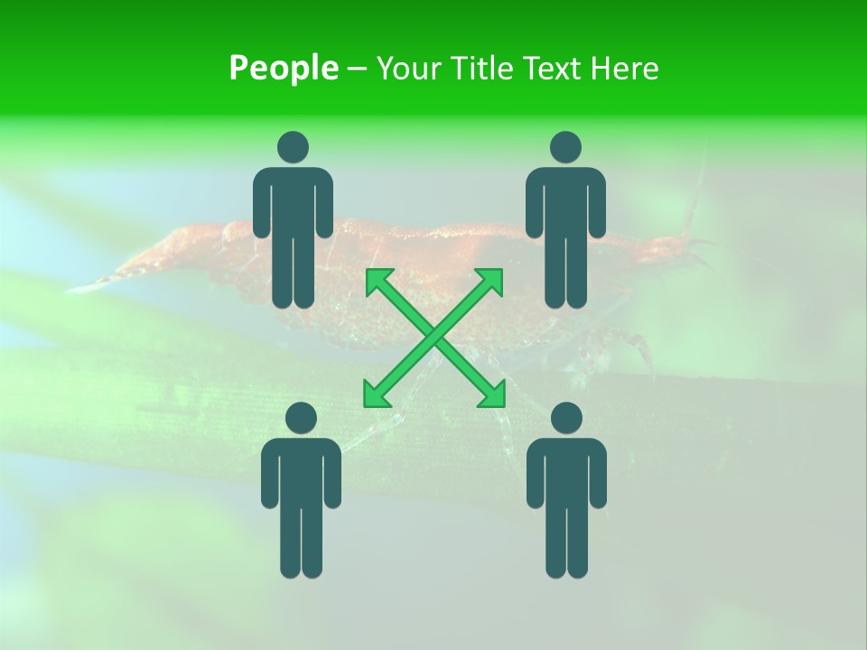Red Shrimp PowerPoint Template