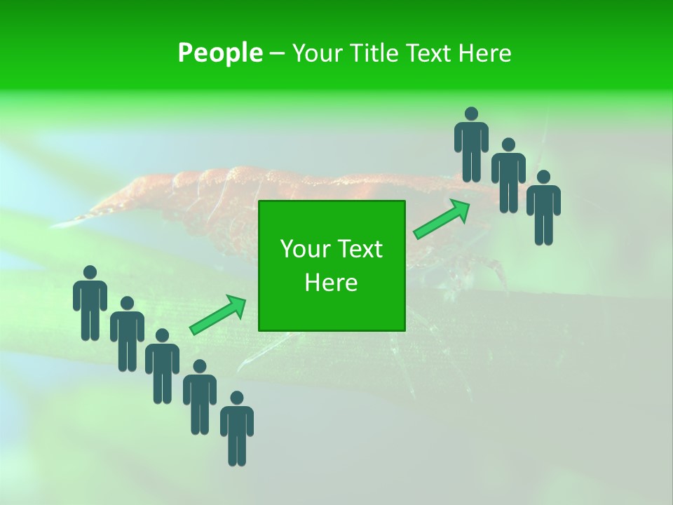 Red Shrimp PowerPoint Template