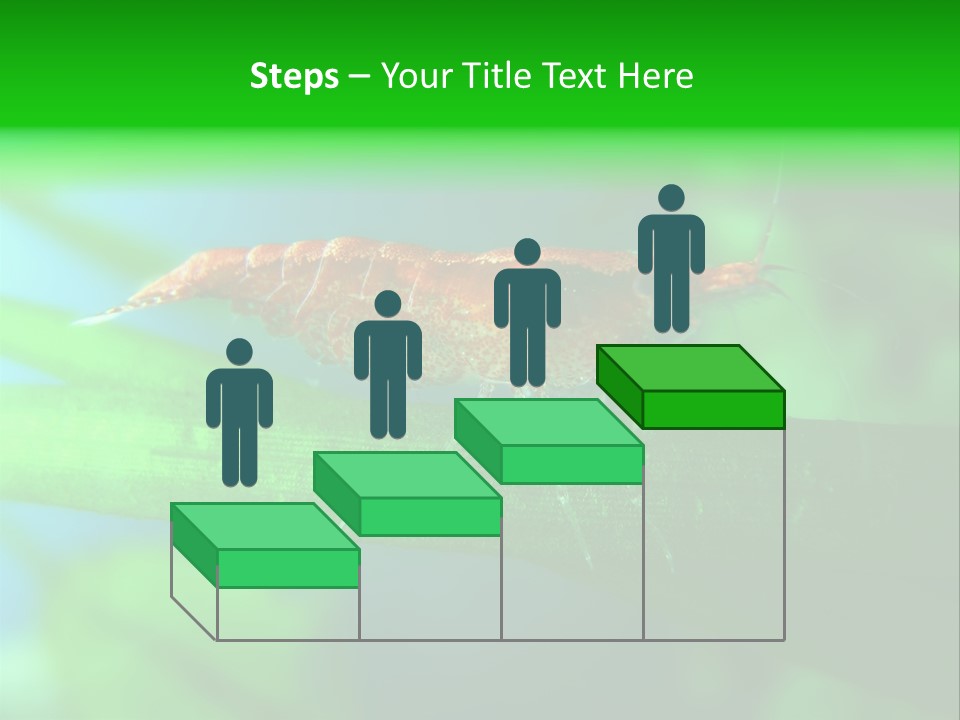 Red Shrimp PowerPoint Template