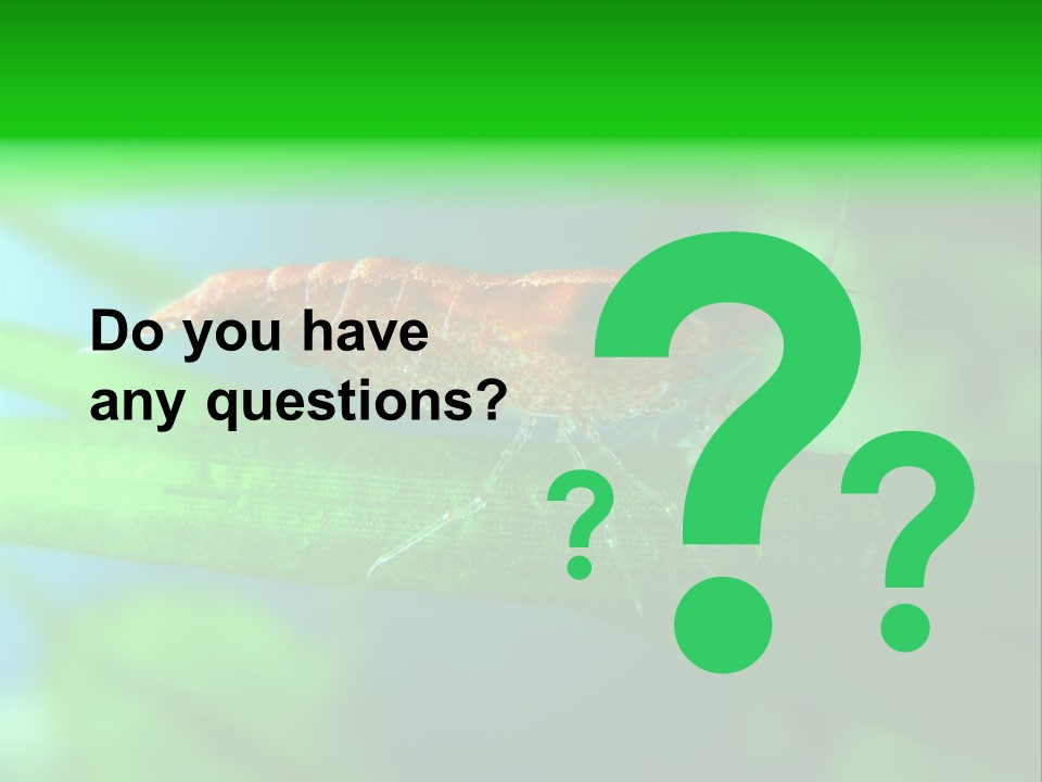 Red Shrimp PowerPoint Template