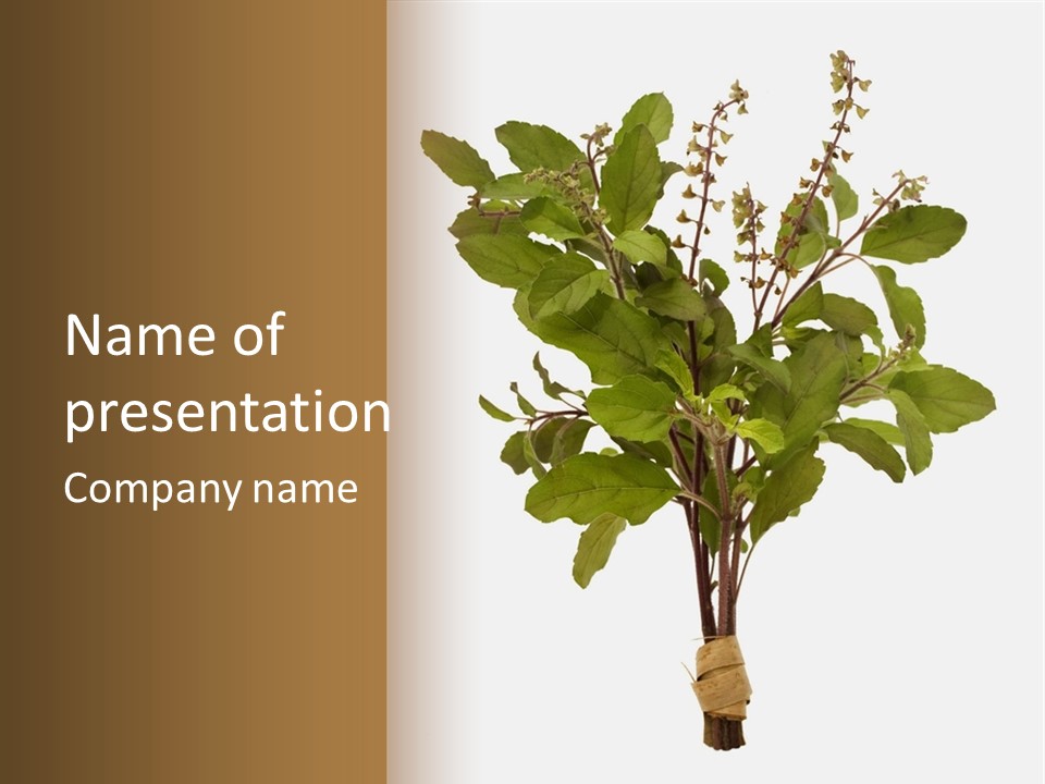 Ayurvedic Stem India PowerPoint Template